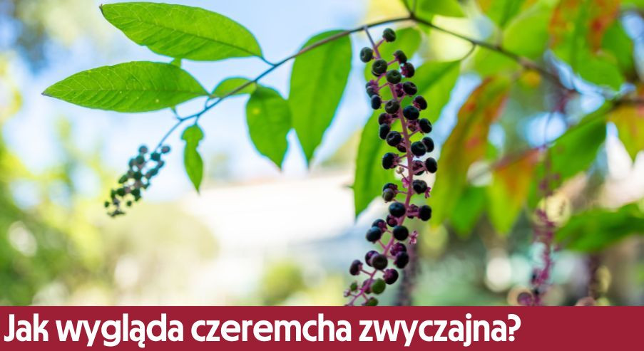Jak wygląda czeremcha zwyczajna? Dowiedz się więcej o tym drzewie!