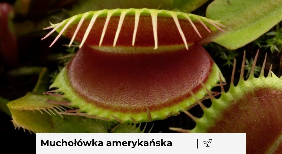 Jak dbać o muchołówkę amerykańską? Zasady hodowli rośliny
