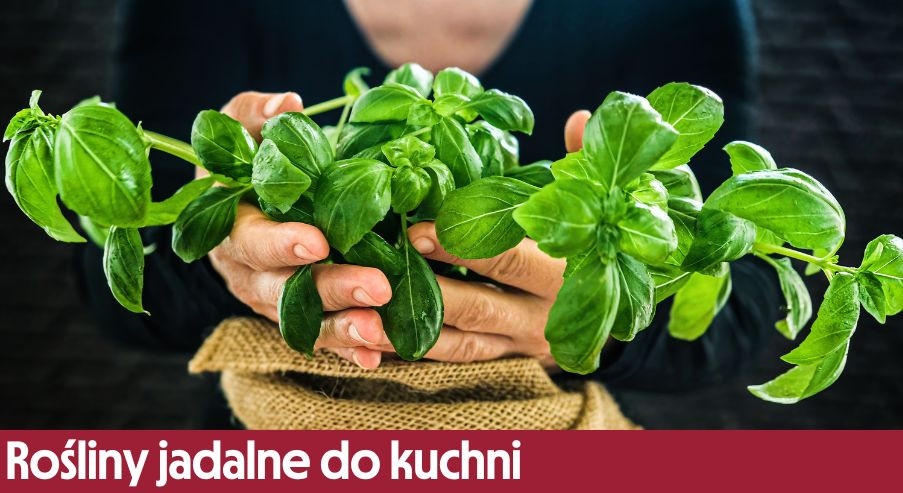 Rośliny jadalne do kuchni – jakie hodować na parapecie