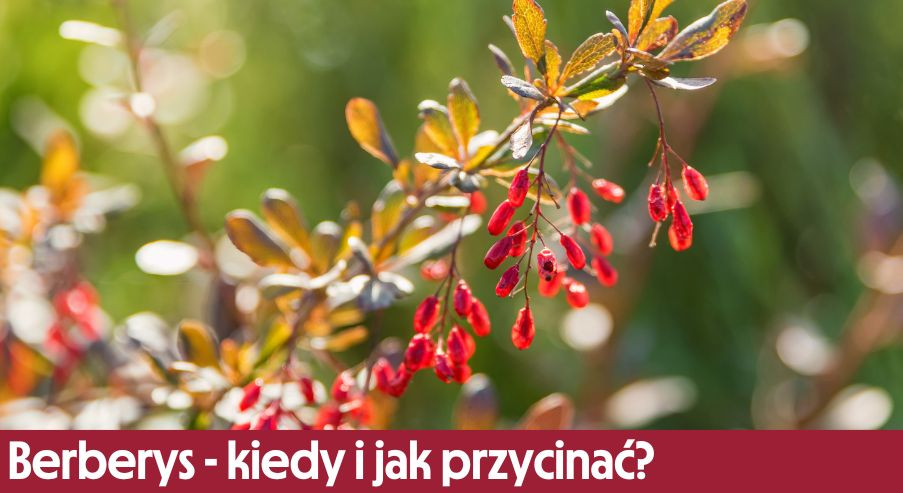 Berberys - kiedy i jak przycinać? Sprawdź!
