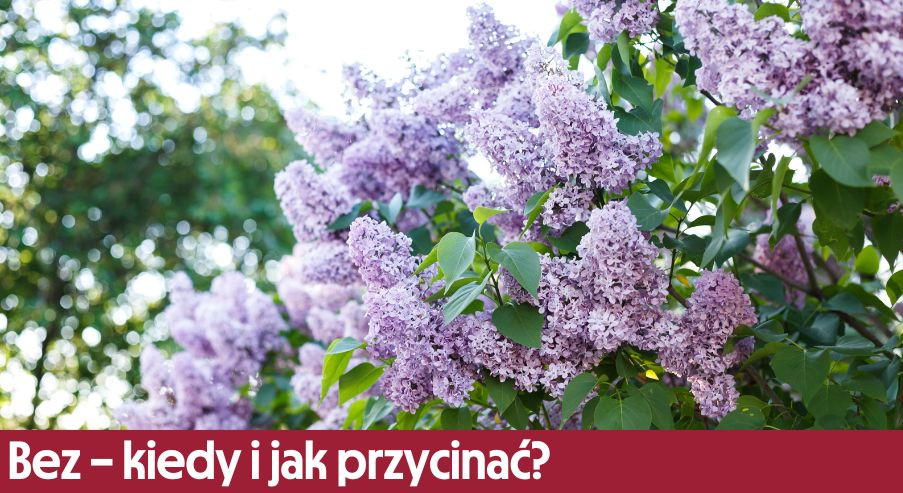 Bez – kiedy i jak przycinać? Podpowiadamy!
