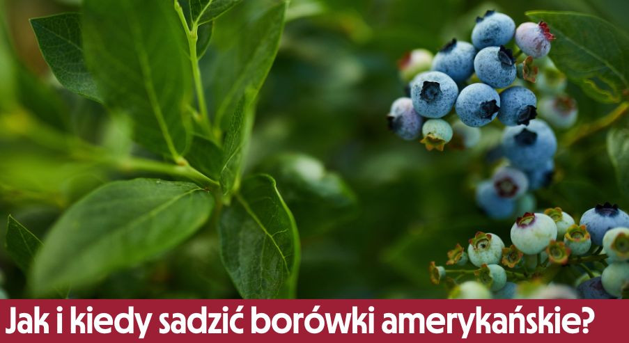 Jak i kiedy sadzić borówki amerykańskie?