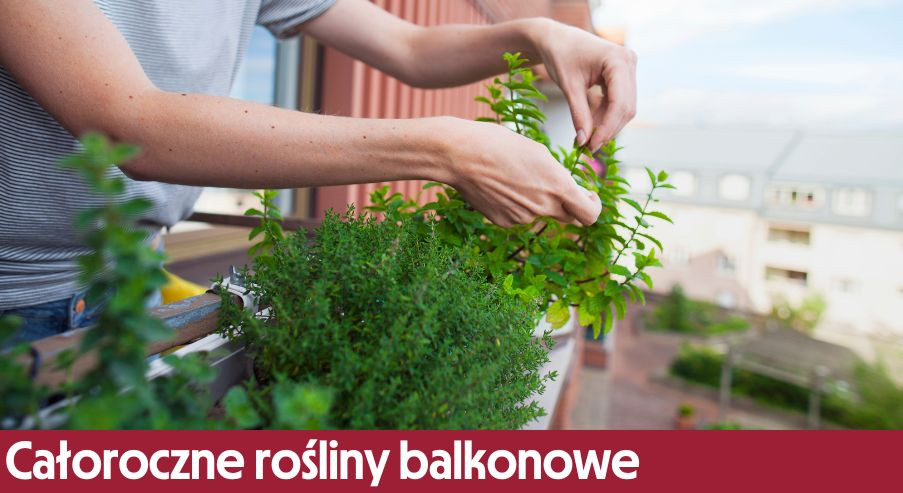 Całoroczne rośliny balkonowe
