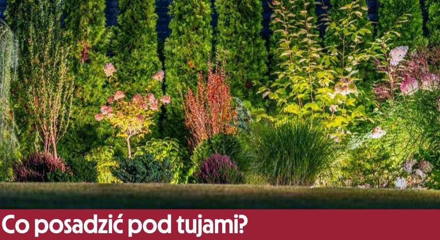 Co posadzić pod tujami?