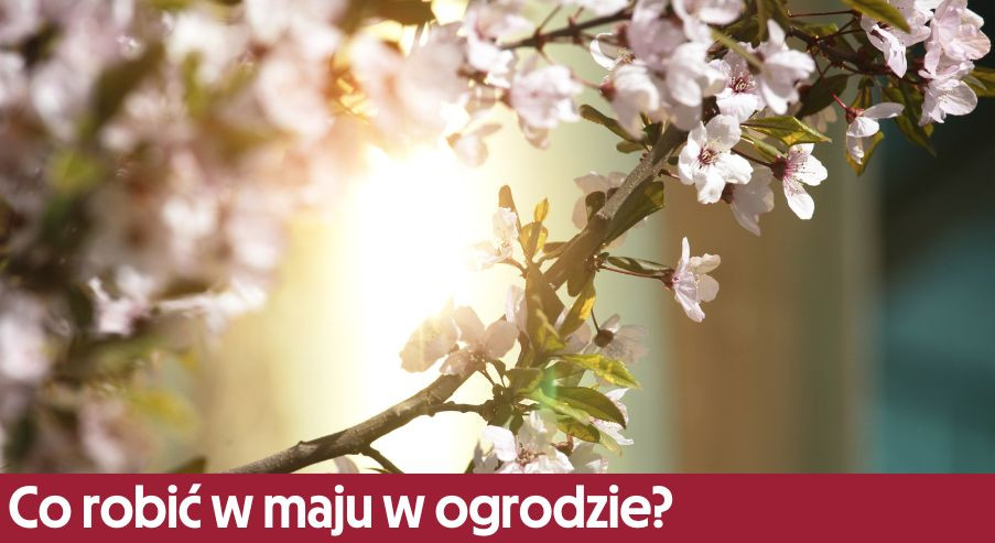 Wiosenny ogród – co robić w maju w ogrodzie?