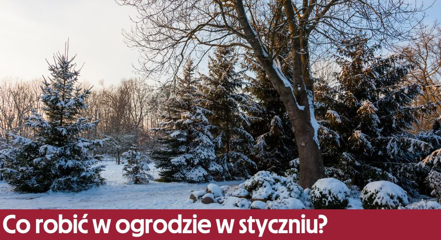 Co robić w ogrodzie w styczniu? Przycinanie drzew i nie tylko