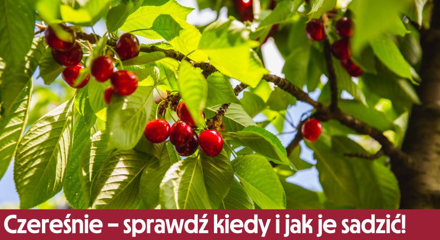 Czereśnie – sprawdź kiedy i jak je sadzić!