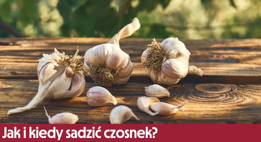 Jak i kiedy sadzić czosnek?