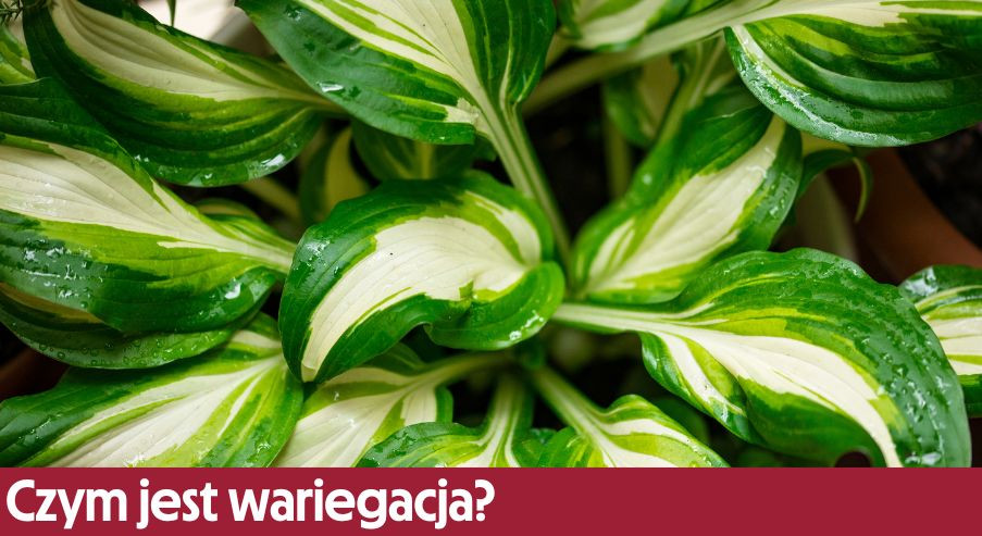 Czym jest wariegacja? Zadbaj o te rośliny doniczkowe!