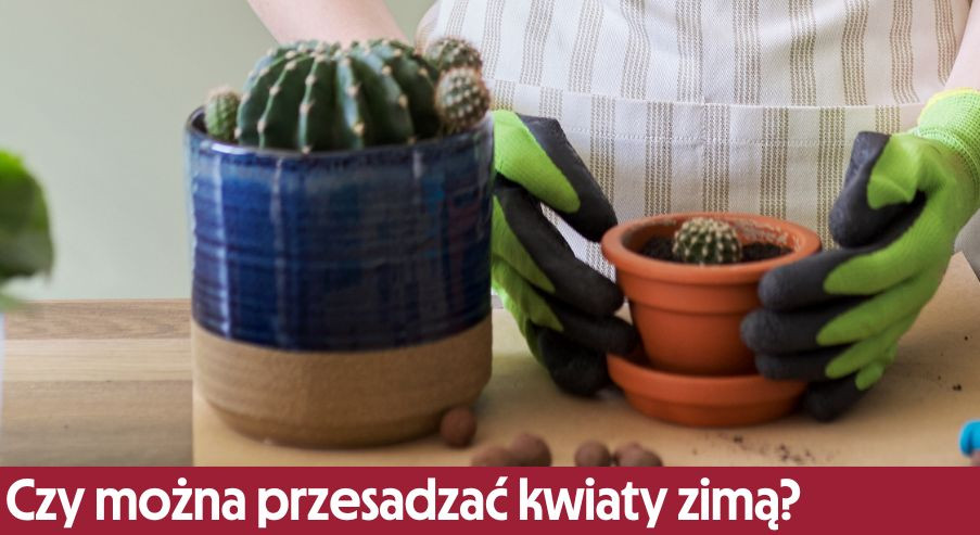 Sprawdź, czy można przesadzać kwiaty doniczkowe zimą