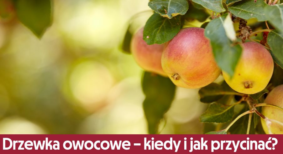 Drzewka owocowe - kiedy i jak przycinać? Sprawdź!