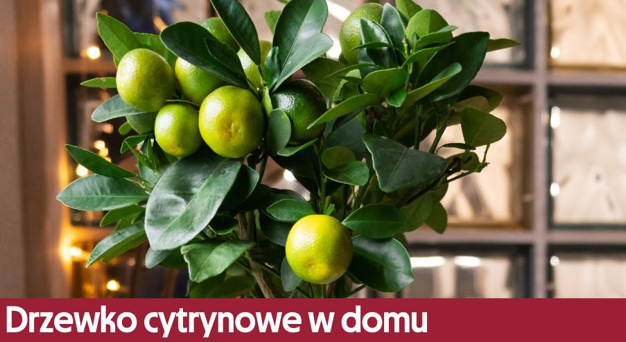 Drzewko cytrynowe w domu – jak je wyhodować?