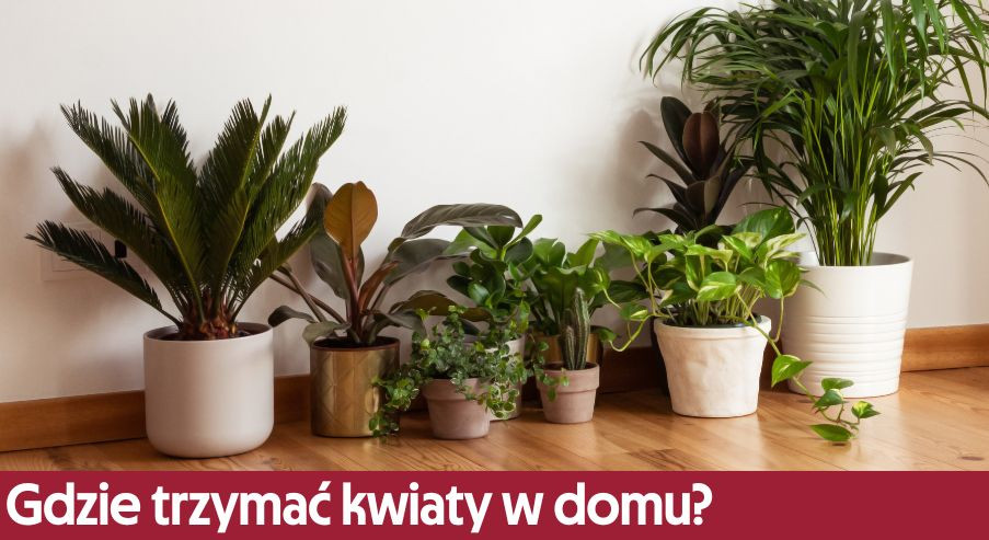 Gdzie trzymać kwiaty w domu? Znajdź najlepsze miejsca dla roślin doniczkowych