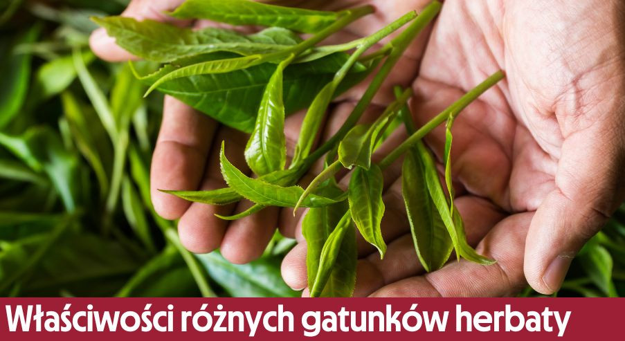 Właściwości oraz działanie różnych gatunków herbaty