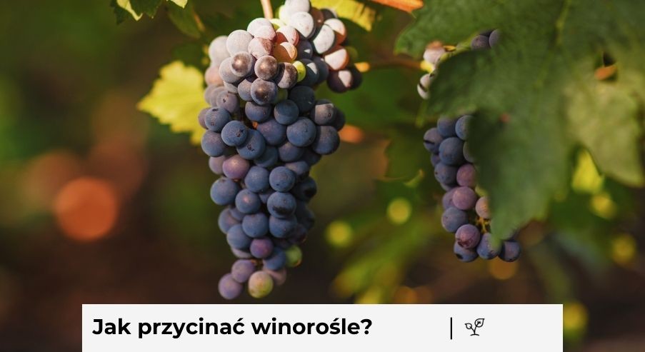 Jak prawidłowo przycinać winorośl?
