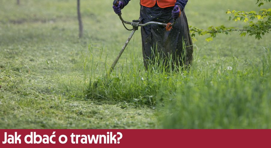Jak dbać o trawnik? Zadbaj o niego na wiosnę