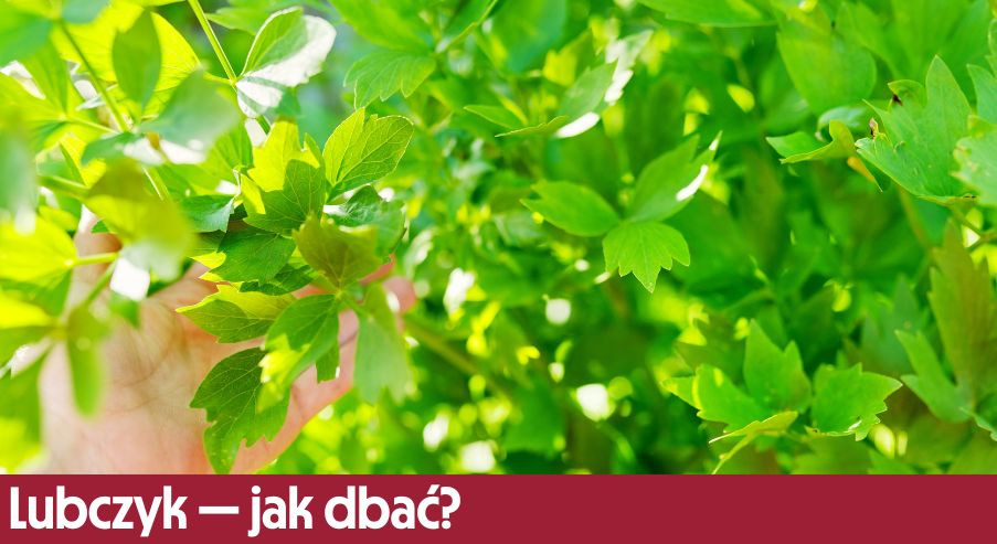 Lubczyk — jak dbać? Uprawa, pielęgnacja, podlewanie
