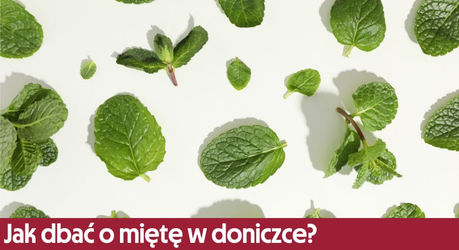 Jak dbać o miętę w doniczce? Przewodnik krok po kroku
