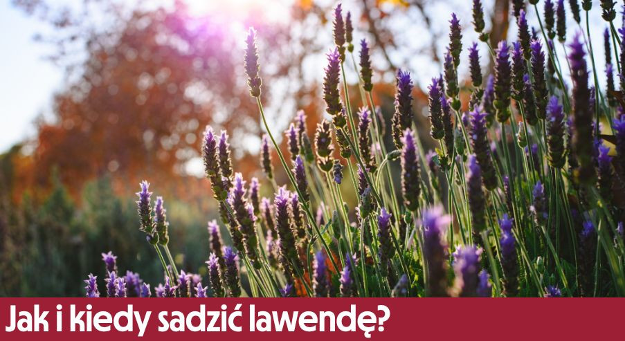 Jak i kiedy sadzić lawendę – poznaj nasze tipy!