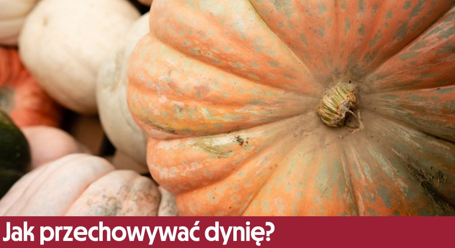 Jak przechowywać dynię?