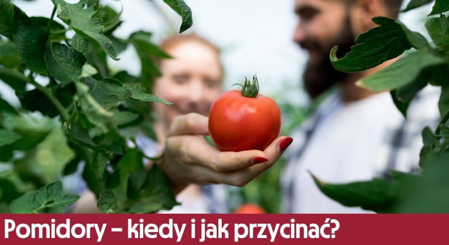 Pomidory - kiedy i jak przycinać? Sprawdź!
