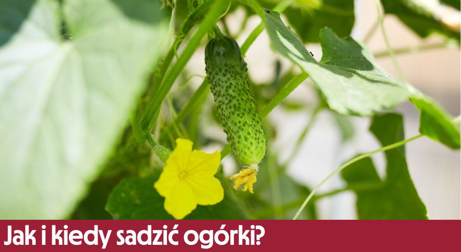 Jak i kiedy sadzić ogórki?