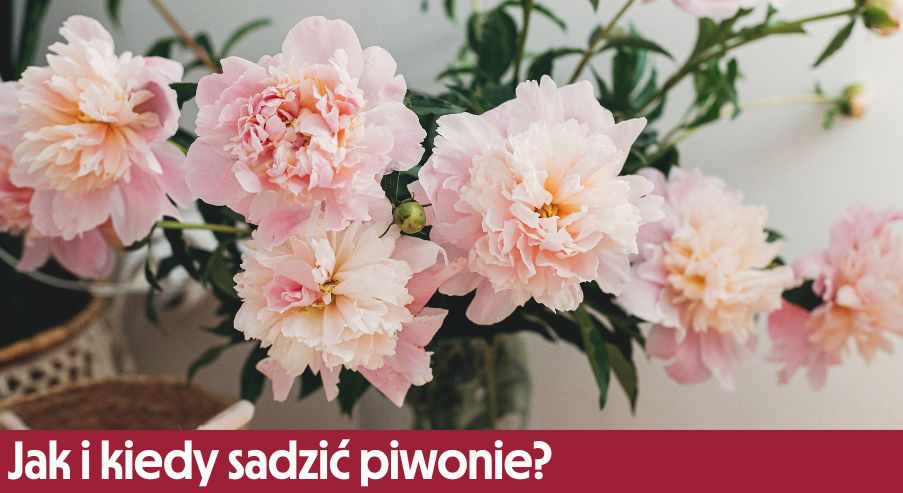 Jak i kiedy sadzić piwonie? Podpowiadamy!