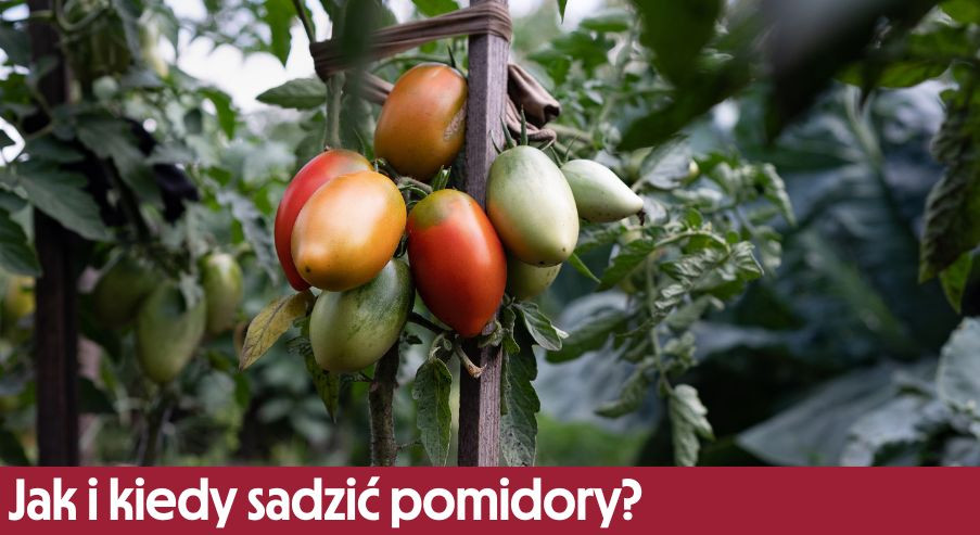Jak i kiedy sadzić pomidory?