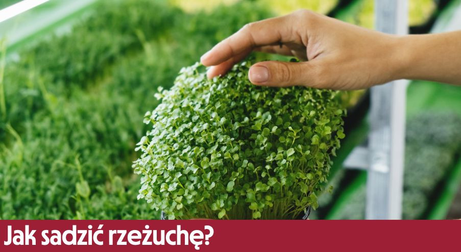 Jak sadzić rzeżuchę? Poznaj najlepsze sposoby!