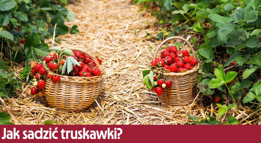Jak i kiedy sadzić truskawki?