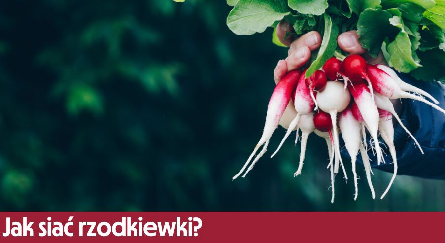 Jak siać rzodkiewki?