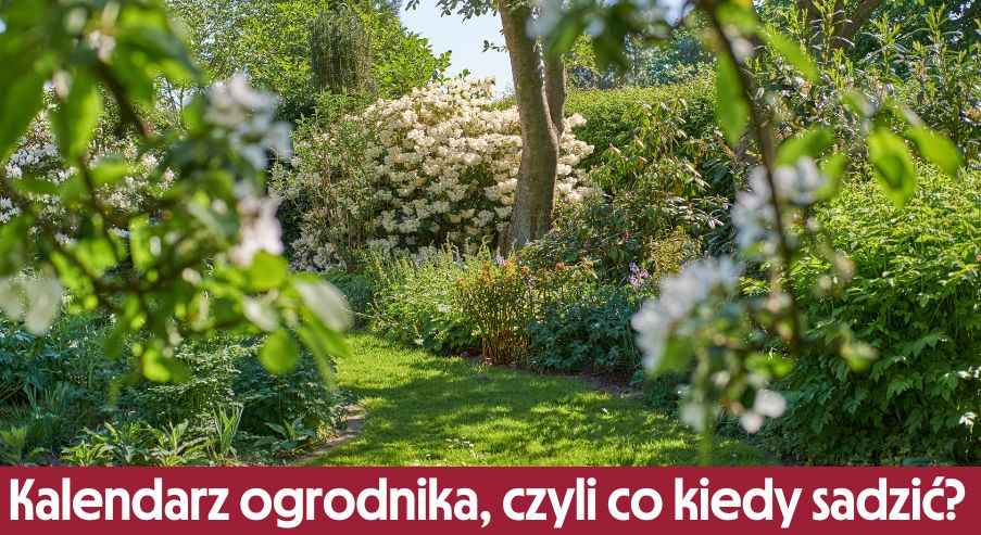 Kalendarz ogrodnika, czyli co kiedy sadzić? Sprawdź!