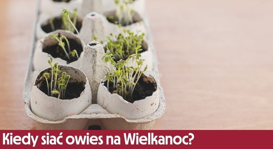 Kiedy siać owies na Wielkanoc, aby był gotowy na święta?