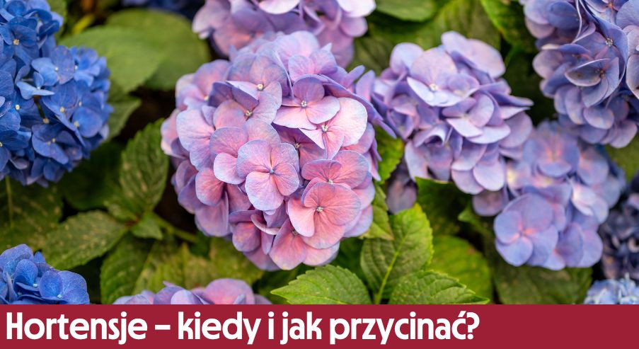 Hortensje - kiedy i jak przycinać? Podpowiadamy!