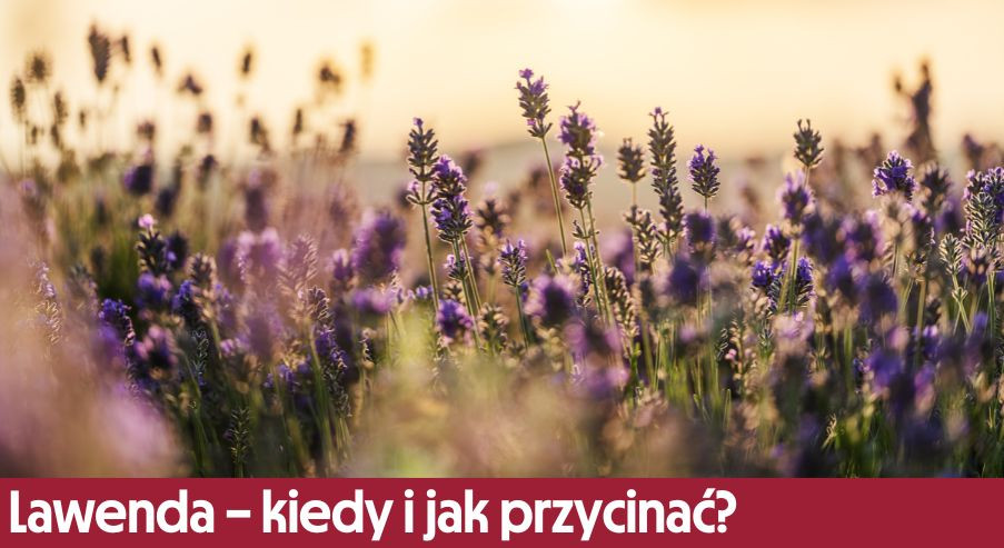 Lawenda - kiedy i jak przycinać? Sprawdź!