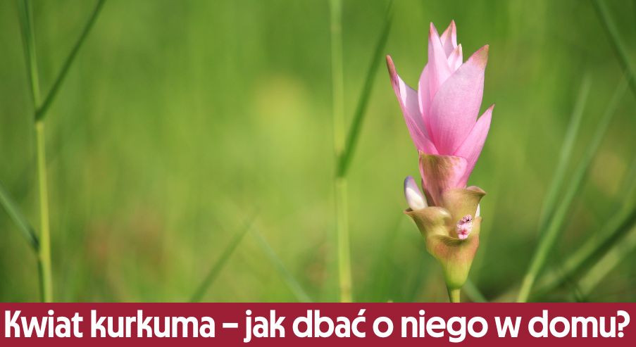 Kwiat kurkuma – jak dbać o niego w domu?