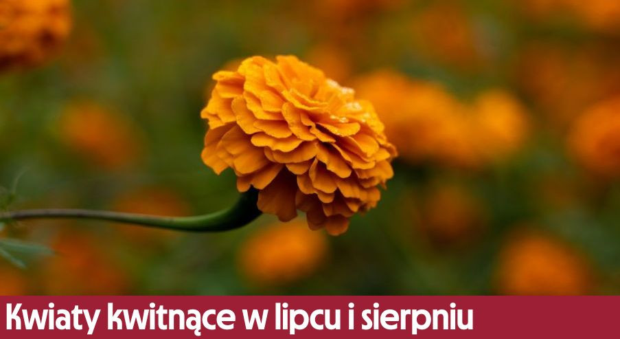 Kwiaty kwitnące w lipcu i sierpniu – co kwitnie w wakacje?