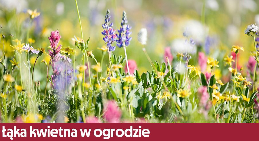 Łąka kwietna w ogrodzie – czy warto ją założyć?