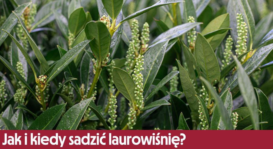 Jak i kiedy sadzić laurowiśnię?