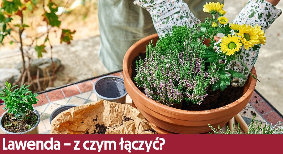 Lawenda – z czym łączyć na balkonie i w ogrodzie?