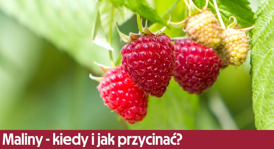 Maliny - kiedy i jak przycinać? Podpowiadamy!
