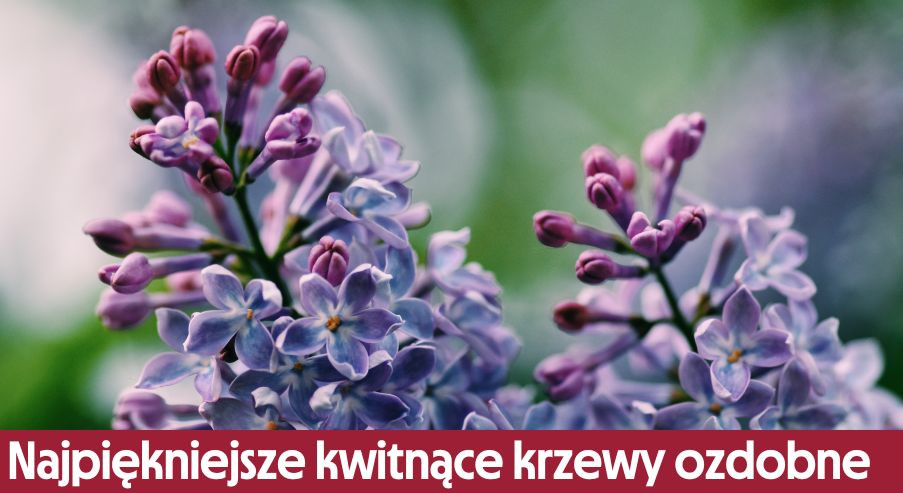 Najpiękniejsze kwitnące krzewy ozdobne