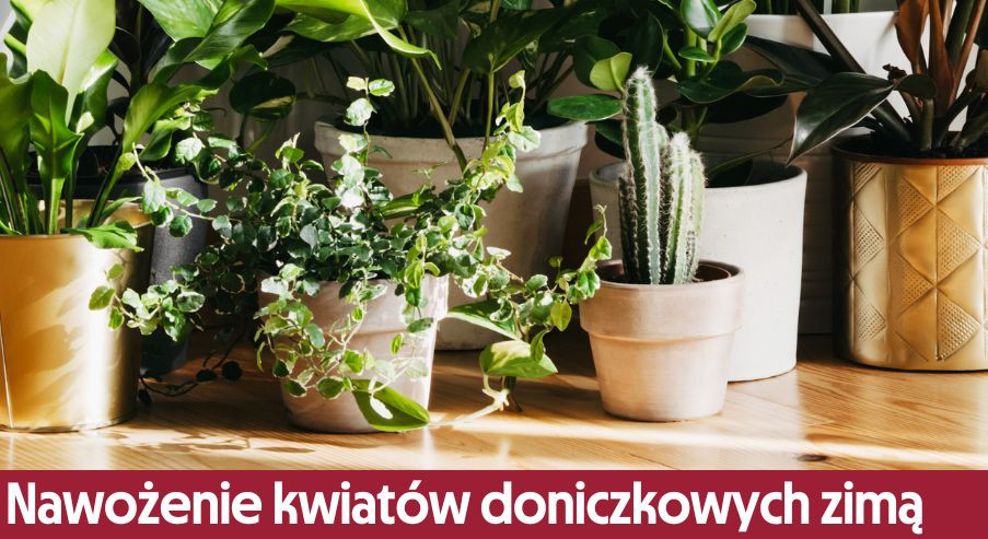 Nawożenie kwiatów doniczkowych zimą – jak często należy to robić?