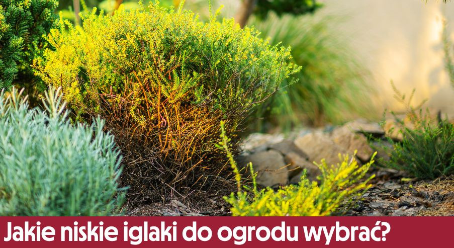 Jakie niskie iglaki do ogrodu wybrać?