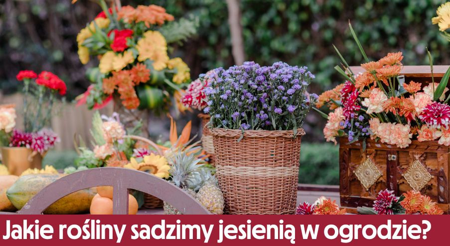 Jakie rośliny sadzimy jesienią w ogrodzie?
