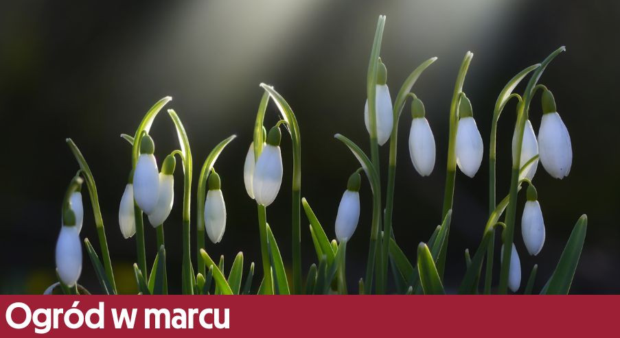 Ogród w marcu – co przycinać, co wysiewać i na co się przygotować