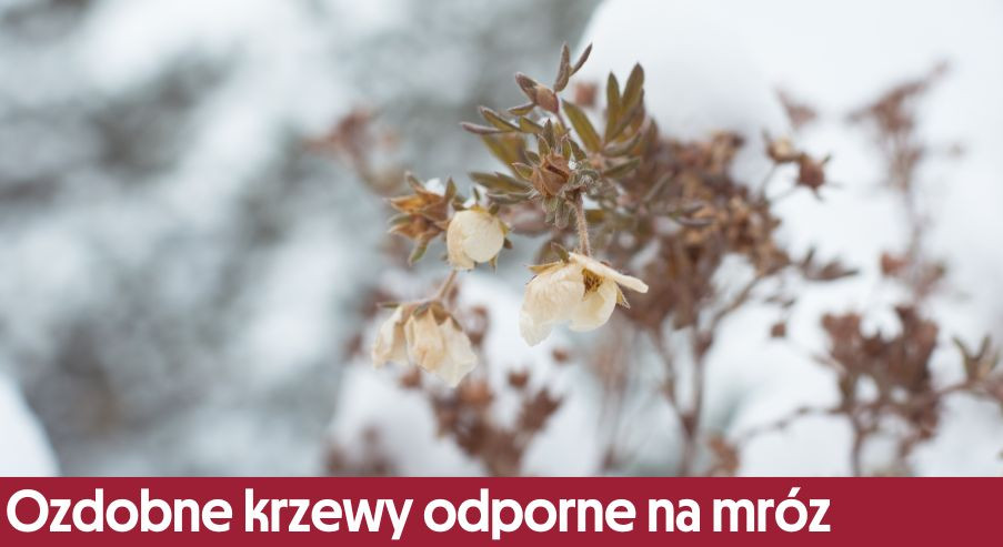 Ozdobne krzewy i byliny odporne na mróz