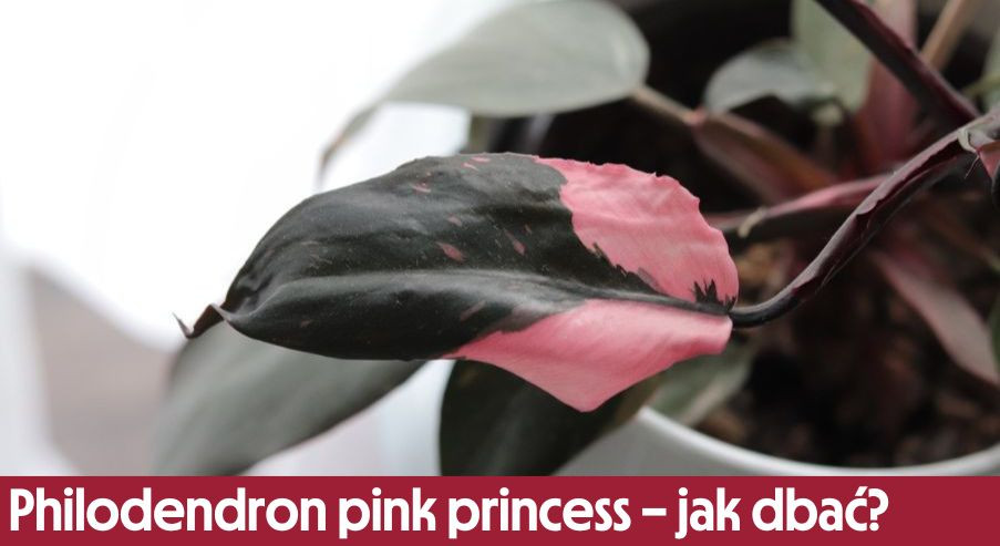 Philodendron pink princess – jak o niego dbać?