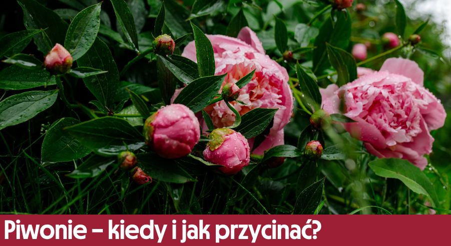 Piwonie - kiedy i jak przycinać?