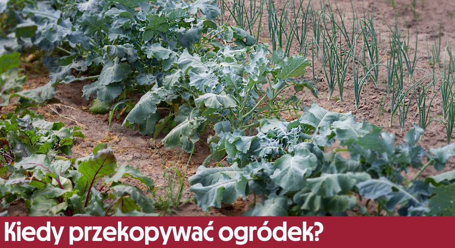 Kiedy przekopywać ogródek? Sprawdź!